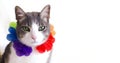 A cat on vacation in a Hawaiian Lei garland on white background. Royalty Free Stock Photo