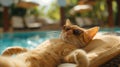 cat vacation in a nice resort, relax, cat-friendly, cats, chil