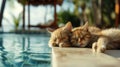 cat vacation in a nice resort, relax, cat-friendly, cats, chil