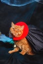 Cat vampire on black background. Halloween theme. Royalty Free Stock Photo
