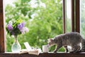 A cat, vase with lilac and open book on a vintage windowsill. Cozy spring concept. Royalty Free Stock Photo