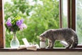 A cat, vase with lilac and open book on a vintage windowsill. Cozy spring concept. Royalty Free Stock Photo