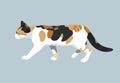 Cat vector color illustration kitty flat design