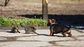 Cat versus dog