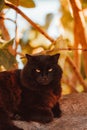 a cat with very yellow eyes and large wrinkles sitting in front of tree branches