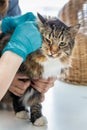 Cat vet clinic visit Royalty Free Stock Photo