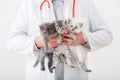 Cat in Vet doctor hands. Doctor veterinarian examining 3 three kittens. Baby cats in Veterinary clinic. Vet medicine for pets and
