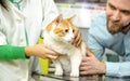 Cat on vet table in main focus Royalty Free Stock Photo