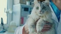 The cat with veterinarian.AI generated image Royalty Free Stock Photo