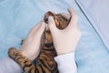 Cat in a veterinary clinic, on examination by a doctor, oral cavity, teeth, close-up, hands in rubber gloves