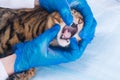 Cat in a veterinary clinic, on examination of the oral cavity, close-up, hands in rubber gloves Royalty Free Stock Photo