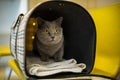 Cat in a veterinary clinic