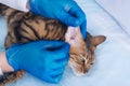 Cat in veterinary clinic, on full inspection, close-up, hands in rubber gloves Royalty Free Stock Photo