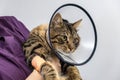 Cat in veterinary collar after surgery in veterinarian doctors hand at vet clinic. Elizabethan collar. Pet health care