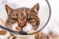 Cat in veterinary white plastic cone, called e-collar Elizabethan Collar on the head, during recovery after surgery.