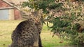 cat in Vilanova de Sau, Comarca del Osona, Barcelona