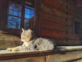 Cat in the village Museum Bucharest