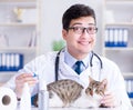 Cat visiting vet for regular check up Royalty Free Stock Photo