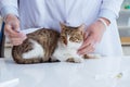 Cat visiting vet for regular checkup Royalty Free Stock Photo