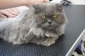 cat visits groomer, groomer cutting cat