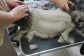 cat visits groomer, groomer cutting cat