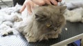 cat visits groomer, groomer cutting cat