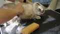 cat visits groomer, groomer brushing a cat