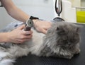 cat visits groomer, groomer cutting cat