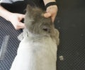 cat visits groomer, groomer cutting cat