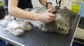 cat visits groomer, groomer cutting cat