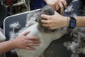 cat visits groomer, groomer cutting cat