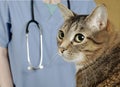 Cat visits the veterinarian for a checkup