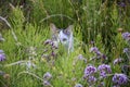 Cat on a voyage of discovery in a flower meadow on a summer day. Cat is hiding among the grass and looking at camera Royalty Free Stock Photo