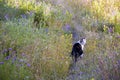 Cat on a voyage of discovery in a flower meadow on a summer day. Cat looking at camera Royalty Free Stock Photo