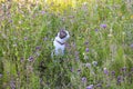 Cat on a voyage of discovery in a flower meadow on a summer day. Cat is sitting between the grass Royalty Free Stock Photo