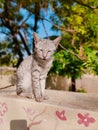 Cat wack up Royalty Free Stock Photo