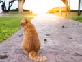 Cat wait for the owner Royalty Free Stock Photo