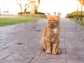 Cat wait for the owner Royalty Free Stock Photo