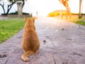 cat wait for the owner Royalty Free Stock Photo