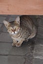 The cat waited for bread from his owner