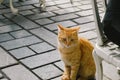 The cat waited for the owner to be beside the table