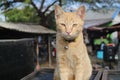 The cat waited for the visitor to come