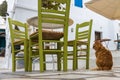 Cat is waiting in the empty restaurant in Pirgos on Tinos Royalty Free Stock Photo