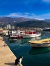 the cat is waiting for fishermen near the boats in Budva, Montenegro