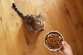 Cat waiting food at home Royalty Free Stock Photo