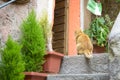 Cat waiting food Royalty Free Stock Photo