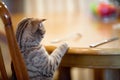 Cat waiting for food sitting like man at table Royalty Free Stock Photo