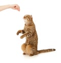 Cat waiting food on white Royalty Free Stock Photo