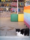 Cat waits in the enterance to a store