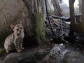 The cat waits for his playmate Royalty Free Stock Photo